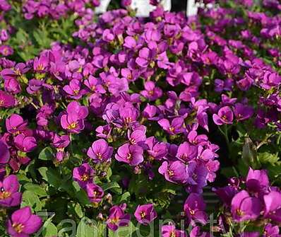 Arabis caucasica Little Treasure Deep Rose