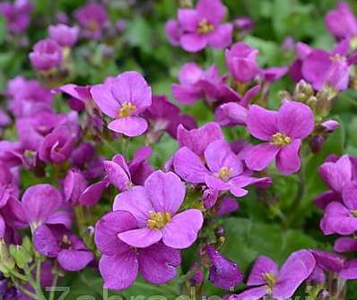 Arabis caucasica Little Treasure Deep Rose