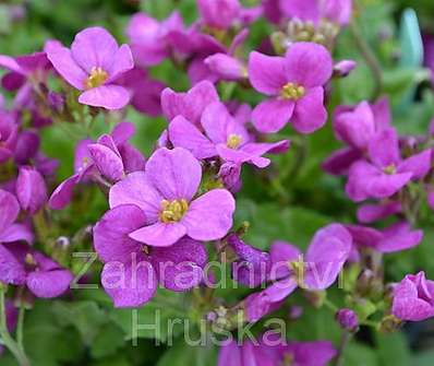 Arabis caucasica Little Treasure Deep Rose