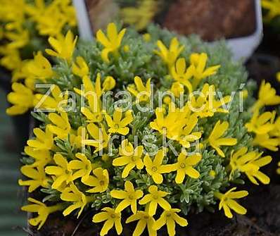 Vitaliana primuliflora