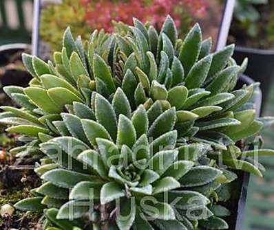 Saxifraga kolenatiana