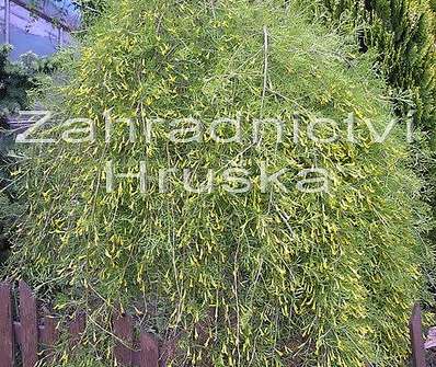 čimišník - Caragana arborescens 'Walker'