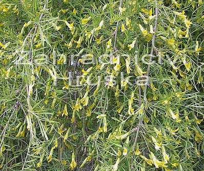 čimišník - Caragana arborescens 'Walker'