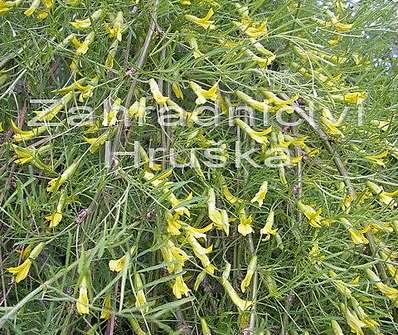 čimišník - Caragana arborescens 'Walker'