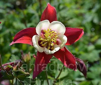 Aquilegia caerulea Red Hobbit