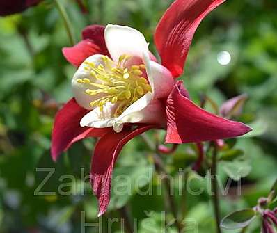 Aquilegia caerulea Red Hobbit