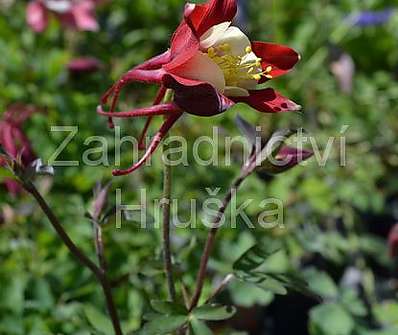 Aquilegia caerulea Red Hobbit