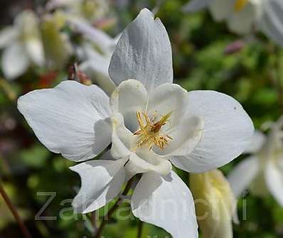 Aquilegia Spring Magic White