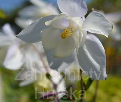 Aquilegia Spring Magic White