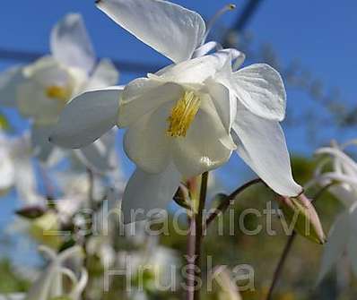 Aquilegia Spring Magic White