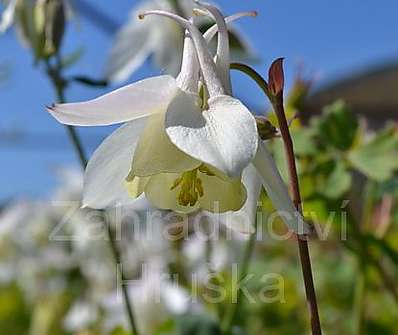 Aquilegia Spring Magic White