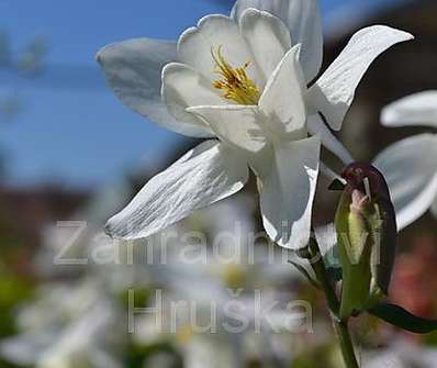 Aquilegia Spring Magic White