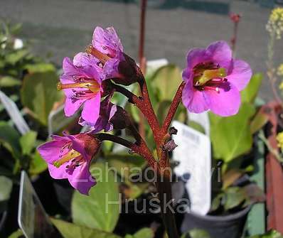 Bergenia cordifolia Winterglut