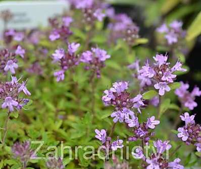 Thymus serpyllum