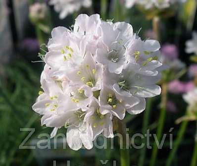 Armeria maritima Armanda White