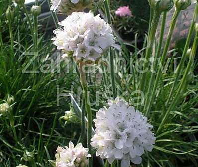 Armeria maritima Armanda White