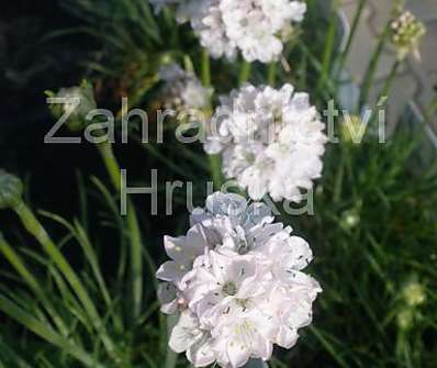 Armeria maritima Armanda White