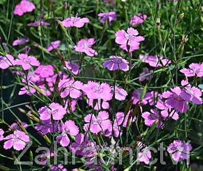 Dianthus deltoides Confetti Karminrosa