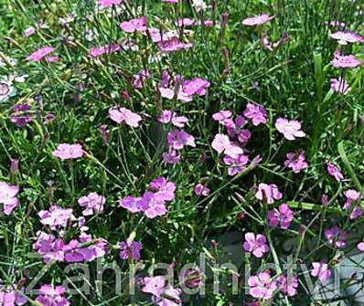 Dianthus deltoides Confetti Karminrosa