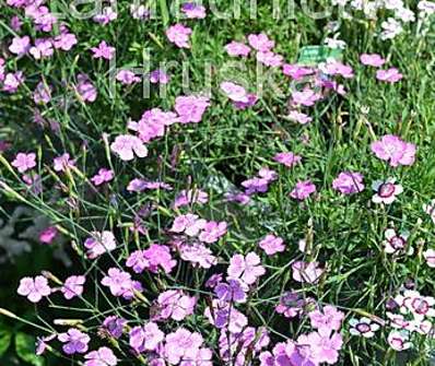 Dianthus deltoides Confetti Karminrosa