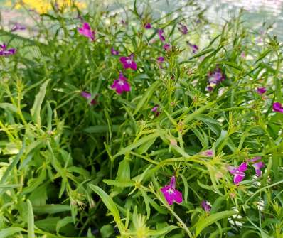 Lobelia