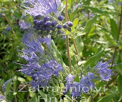 ořechoplodec - Caryopteris clandonensis 'Worchester Gold'