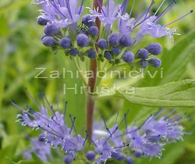 ořechoplodec - Caryopteris clandonensis 'Worchester Gold'