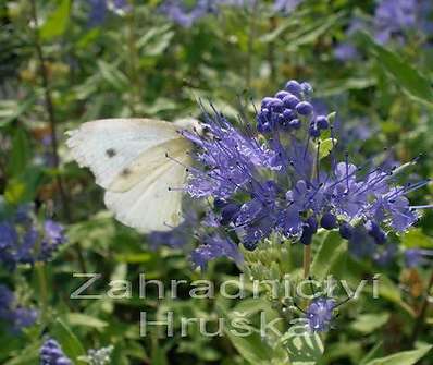 ořechoplodec - Caryopteris clandonensis 'Worchester Gold'
