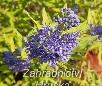 ořechoplodec - Caryopteris clandonensis 'Worchester Gold'