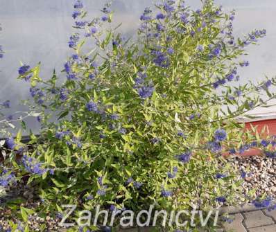 ořechoplodec - Caryopteris clandonensis 'Worchester Gold'