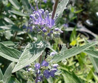 ořechoplodec - Caryopteris clandonensis 'Haevenly Blue'