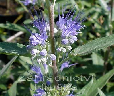 ořechoplodec - Caryopteris clandonensis 'Haevenly Blue'