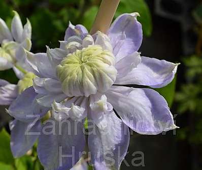 plamének - Clematis 'Blue Light'