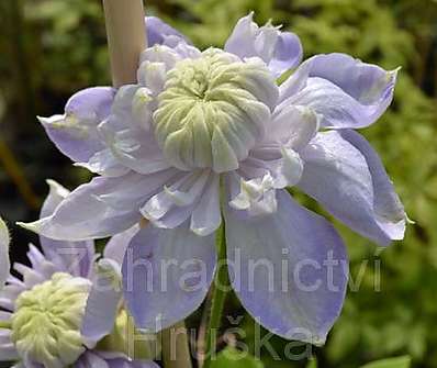 plamének - Clematis 'Blue Light'