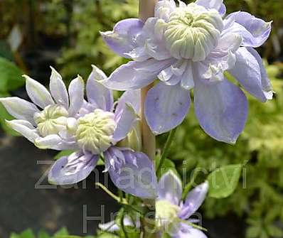 plamének - Clematis 'Blue Light'