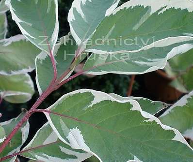 svída - Cornus alba 'Variegata'