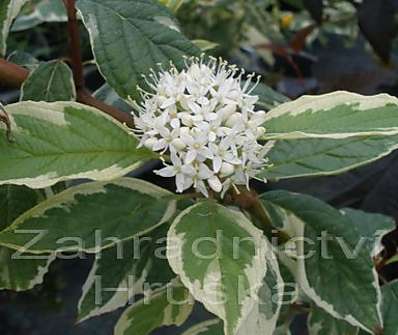 svída - Cornus alba 'Variegata'