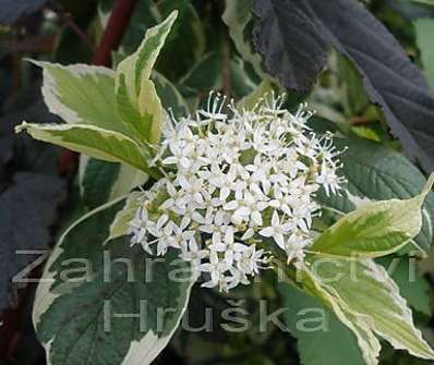 svída - Cornus alba 'Variegata'