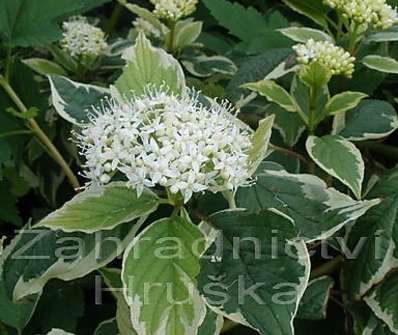 svída - Cornus alba 'Variegata'