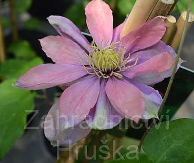 plamének - Clematis 'Little Mermaid'