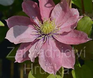 plamének - Clematis 'Little Mermaid'