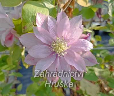 plamének - Clematis 'Little Mermaid'