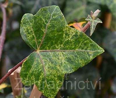 břečťan - Hedera helix 'Profesor Seneta'