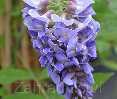 vistárie - Wisteria frutescens 'Amethyst Falls'