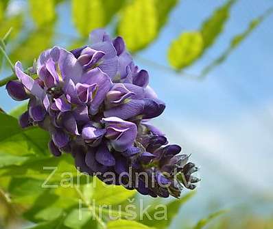 vistárie - Wisteria frutescens 'Amethyst Falls'