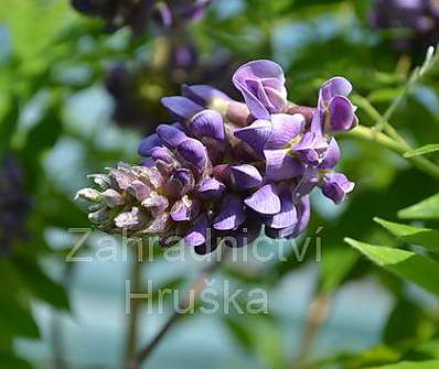 vistárie - Wisteria frutescens 'Amethyst Falls'