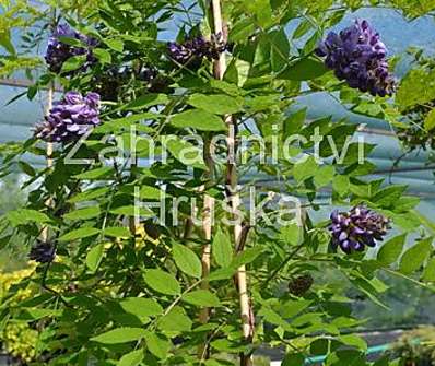 vistárie - Wisteria frutescens 'Amethyst Falls'