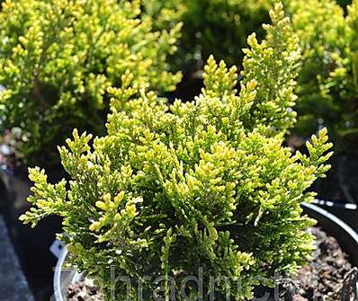 zerav - Thuja plicata 'Little Boy'