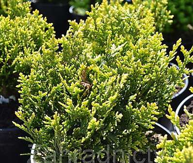 zerav - Thuja plicata 'Little Boy'