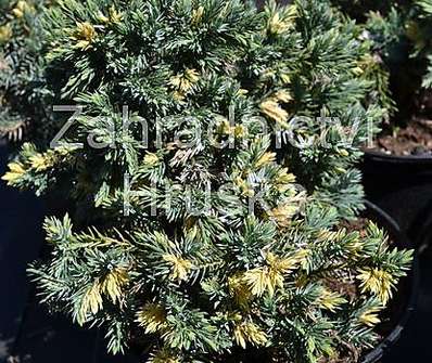 jalovec - Juniperus squamata 'Floriant'